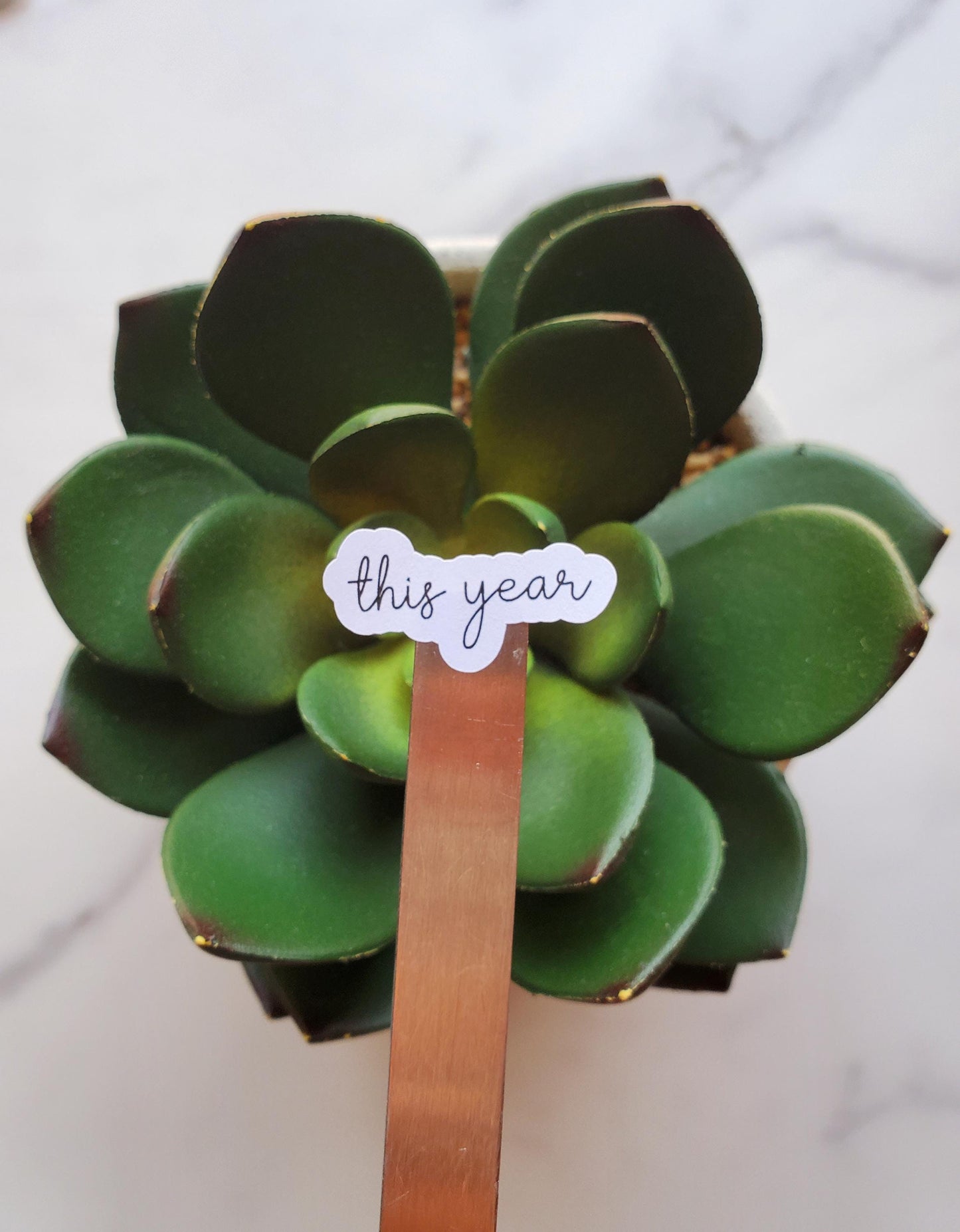 This Year Text Script Stickers