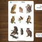 Owl Sticker Sheet